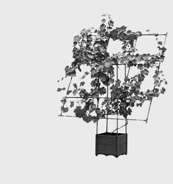 -Plant Frames
