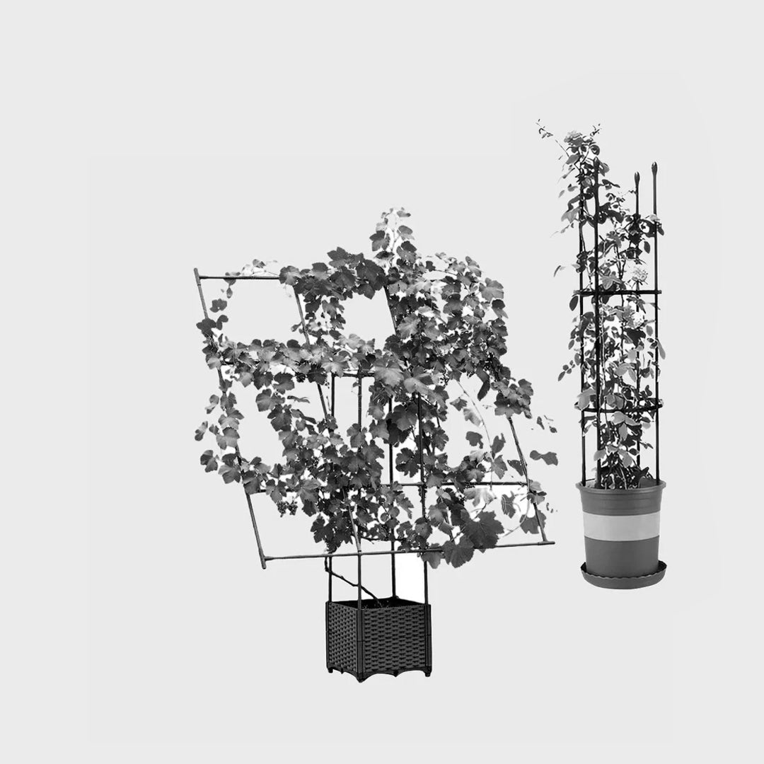 Climbing Plant Trellis Frames