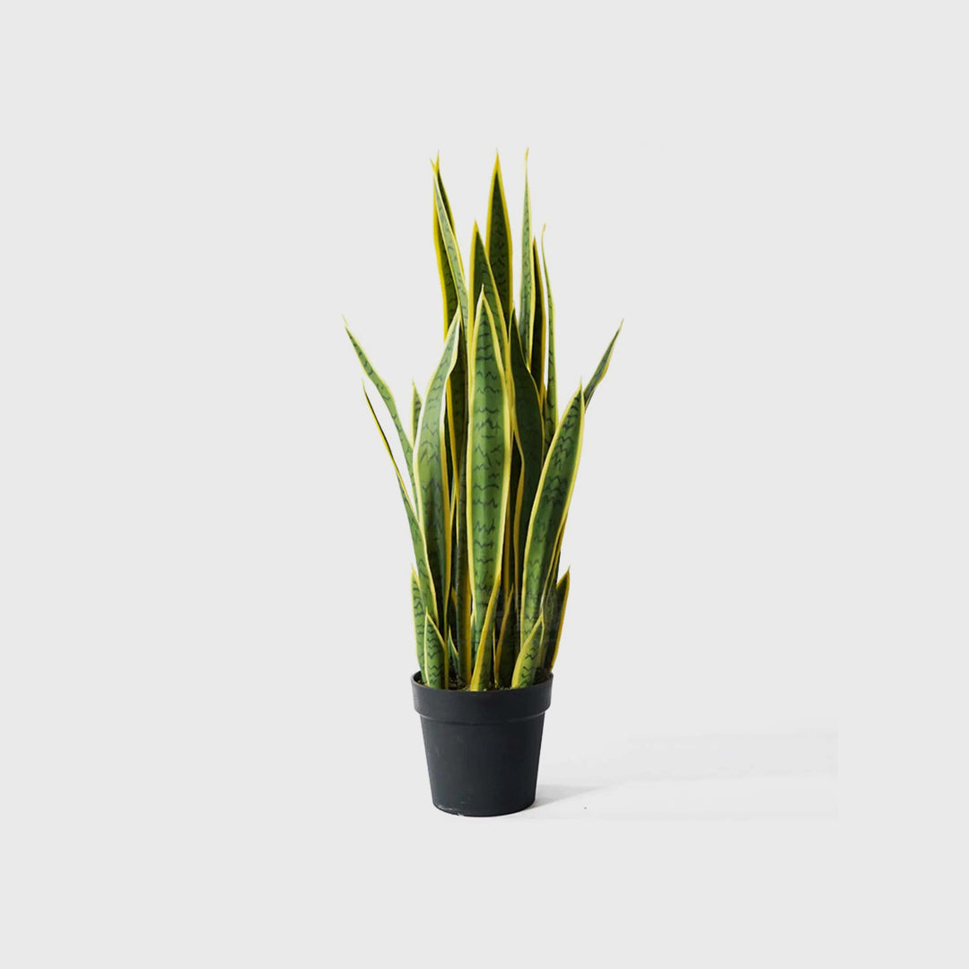 95cm Artificial Yellow Edge Tiger Piran Plant