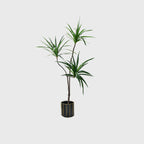 180cm Green Artificial Indoor Brazlian Iron Tree 3 Heads