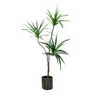 180cm Green Artificial Indoor Brazlian Iron Tree 3 Heads