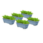 49.5cm Blue Rectangular Vegetable Herb Flower Planter Box Set of 5