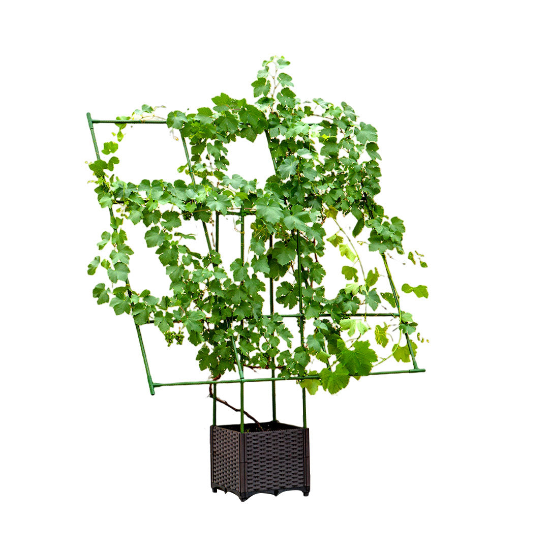 160cm Inclined Plant Frame