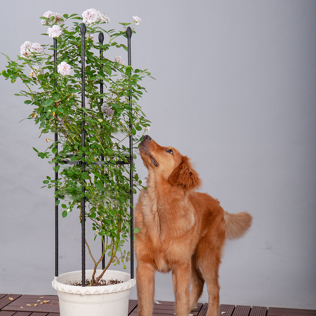 73cm 4-Bar Plant Frame Stand