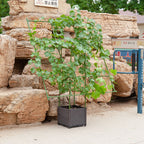 160cm Inclined Plant Frame