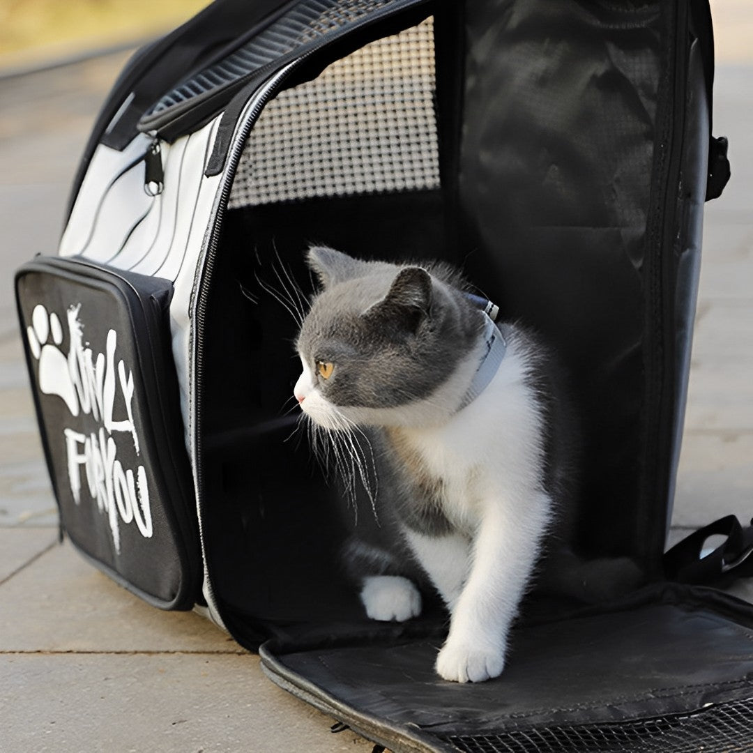 Black Portable Backpack Pet Carrier Breathable Mesh