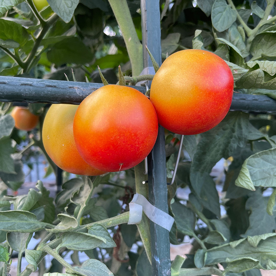 90cm Plant Frame Tube Trellis