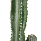 95cm Artificial Indoor Cactus Tree 2 Heads