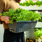 49.5cm Black Rectangular Vegetable Herb Flower Planter Box Set of 5