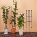 133cm 4-Bar Plant Frame Stand