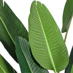 245cm Birds of Paradise Artificial Plant