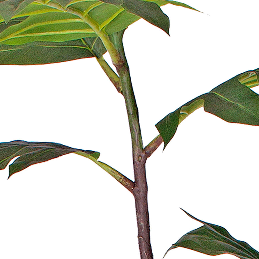 180cm Philodendron Artificial Plant