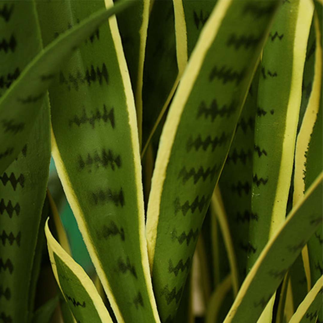 95cm Artificial Yellow Edge Tiger Piran Plant