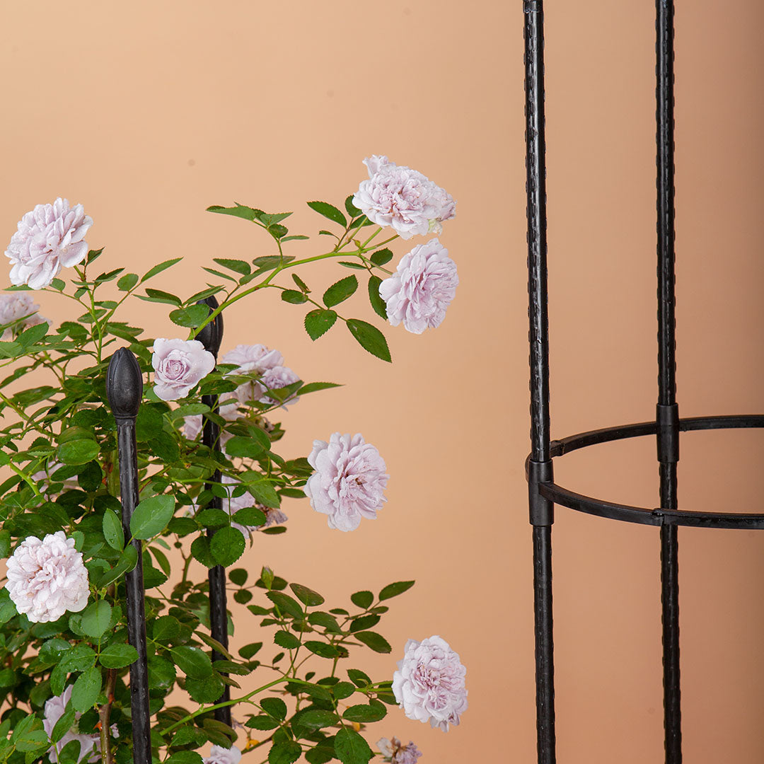 73cm 4-Bar Plant Frame Stand