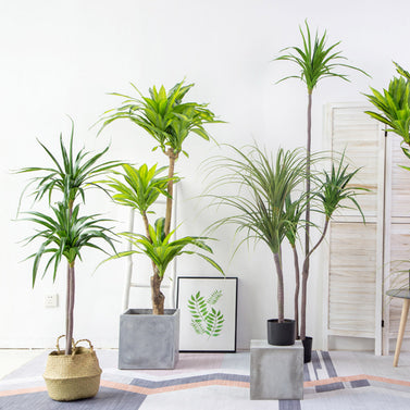 180cm Green Artificial Indoor Brazlian Iron Tree 3 Heads