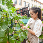 160cm Inclined Plant Frame