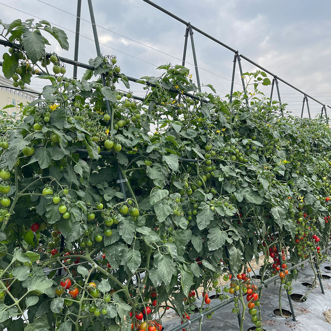 150X120cm Plant Frame Tube Trellis