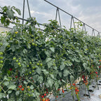 120cm Plant Frame Tube Trellis