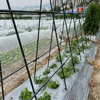 120cm Plant Frame Tube Trellis