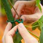 160cm Inclined Plant Frame