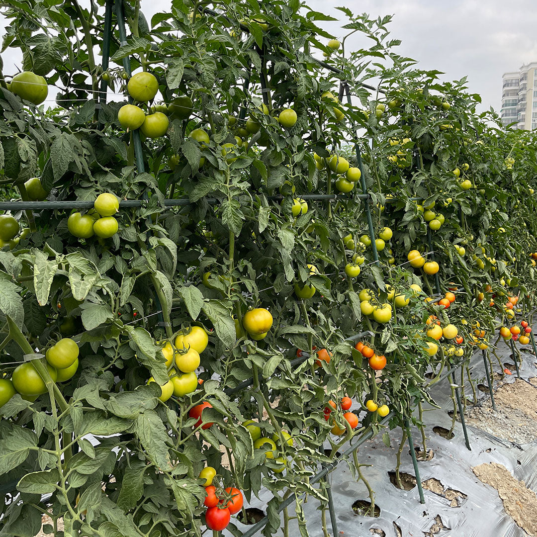 150X90cm Plant Frame Tube Trellis