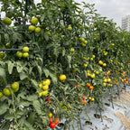 150X120cm Plant Frame Tube Trellis