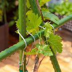 160cm Inclined Plant Frame