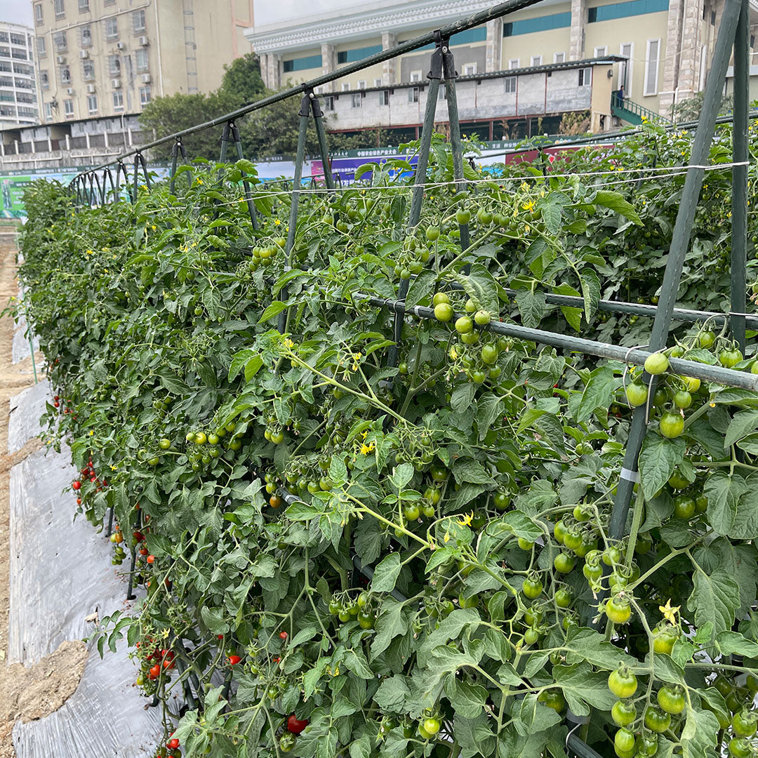 120X90cm Plant Frame Tube Trellis