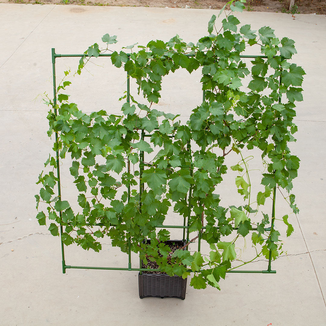 160cm Inclined Plant Frame