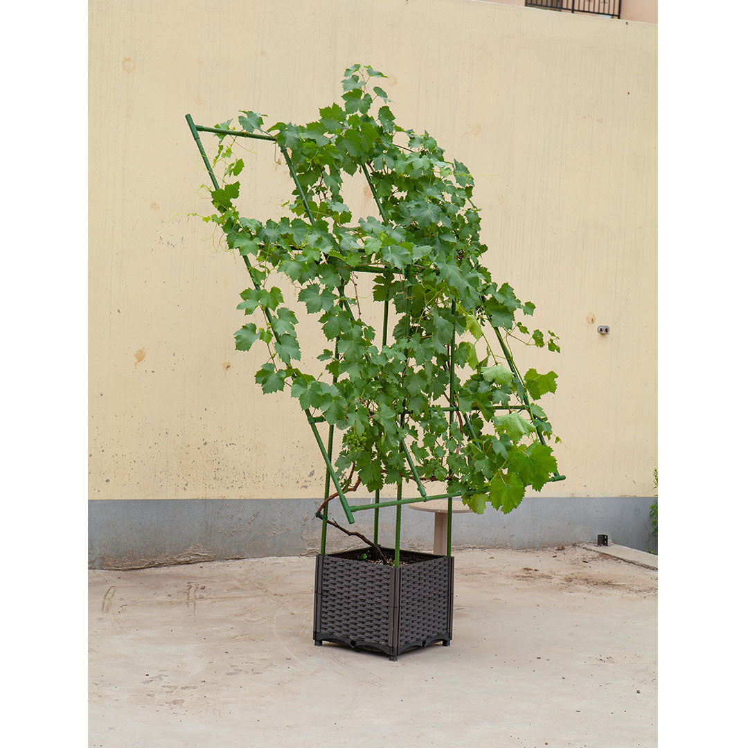 160cm Inclined Plant Frame